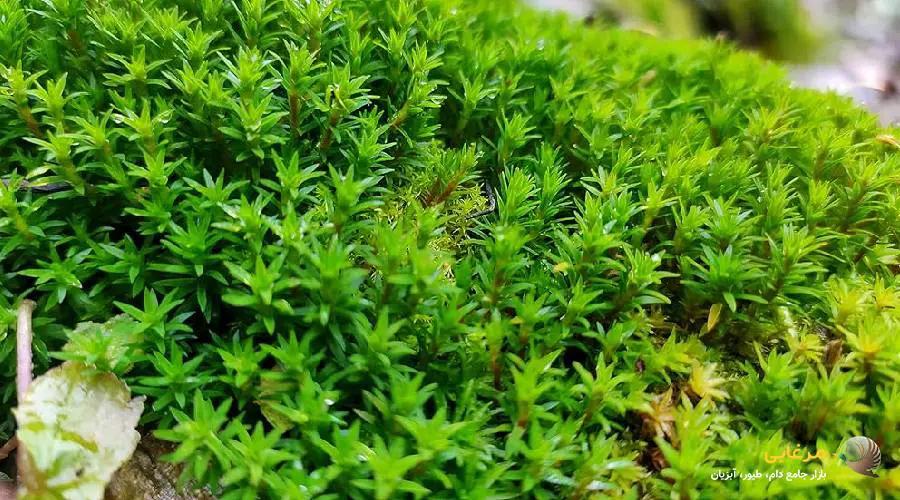 انواع خزه آکواریوم