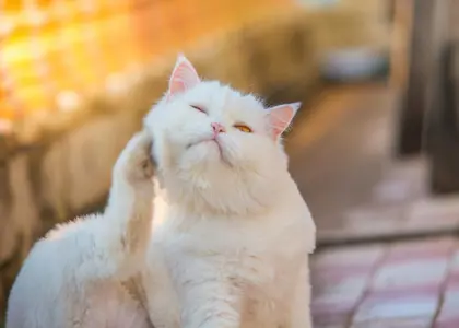 جوش و دلمه پوستی در گربه‌ ها: بررسی علل، علائم و راهکار های درمانی