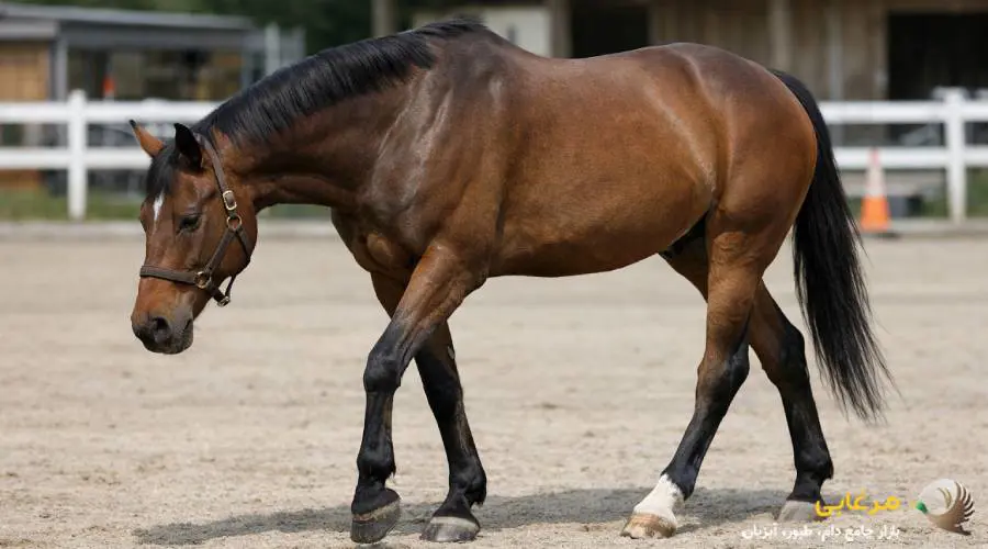 منظور از لنگش اسب چیست