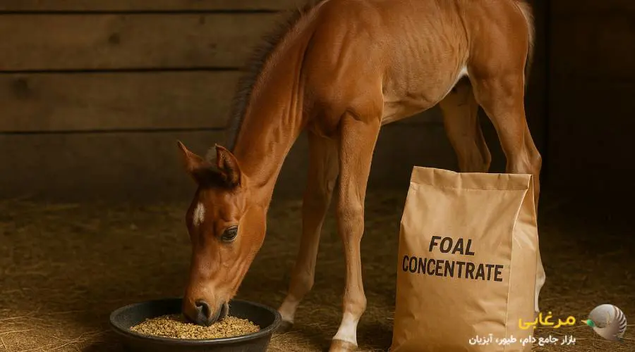 کنسانتره کره اسب