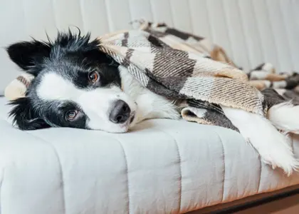 چگونه سگ خود را از سرماخوردگی نجات دهیم؟ راهکارهای درمانی و مراقبتی