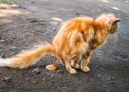 دلایل و علائم اسهال گربه | درمان و راه های پیشگیری اسهال شدن گربه