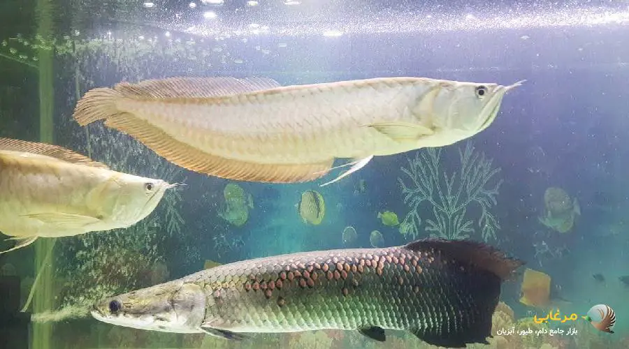 ماهی آروانا