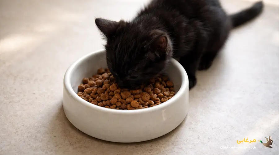 ظرف غذای گربه