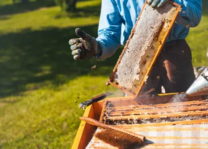 عسل در ایران و جهان | آمار مصرف، تولید، مناطق پرورش و بیماری‌های زنبورها