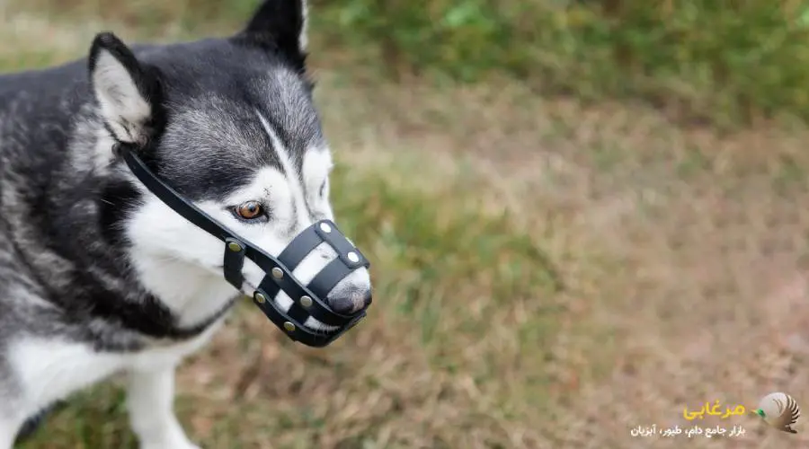 پیشگیری از گاز گرفتن سگ