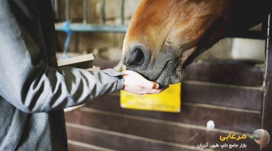 مکمل پروبیوتیک اسب