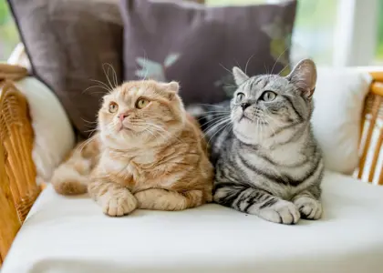 آشنایی با انواع گربه؛ معرفی +41 نژاد گربه و ویژگی ه