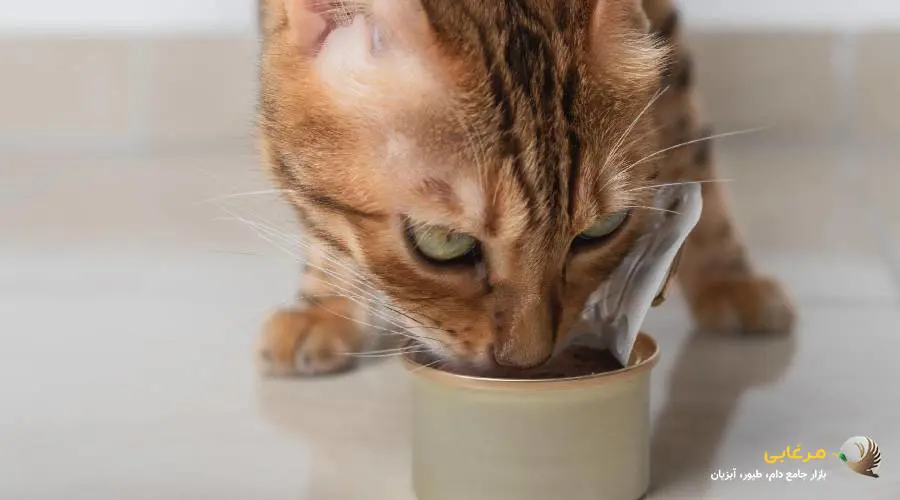 غذای مورد علاقه بچه گربه