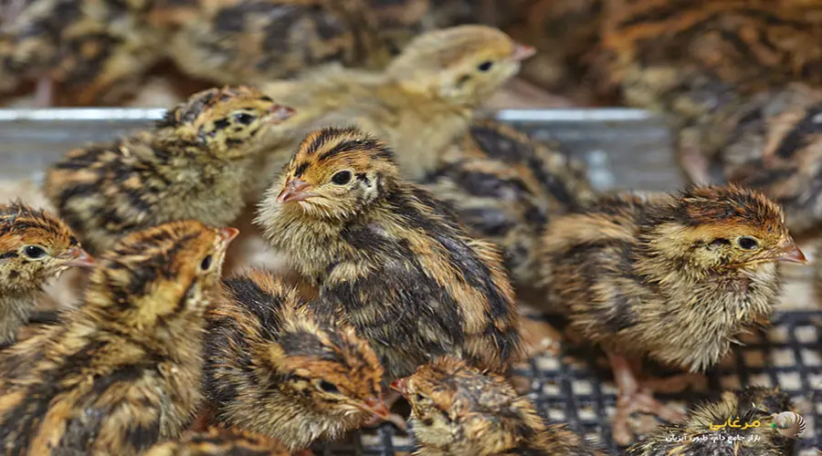 بلدرچین پرواری