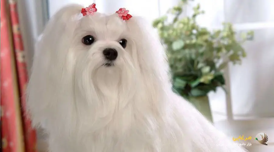 انواع سگ های مالتیز