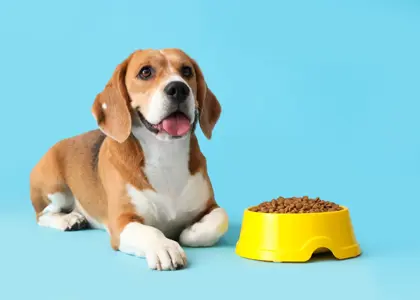 10 تا از بهترین مرکز خرید و فروش غذای سگ در تهران + ویژگی های آنها