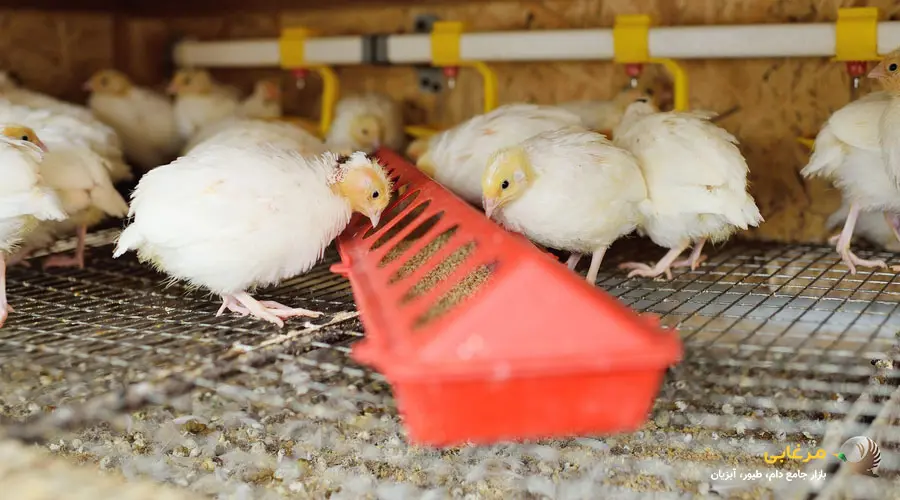 دان بلدرچین بر اساس نیازهای تغذیه ای این پرنده در مراحل مختلف رشد و تولید، به چند دسته اصلی تقسیم می شود. هر نوع دان حاوی ترکیبات خاصی است که متناسب با سن و هدف پرورش بلدرچین طراحی شده است: