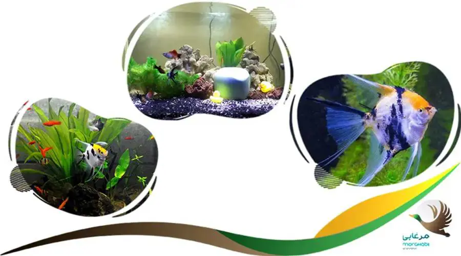 ماهی آکواریوم آب شیرین