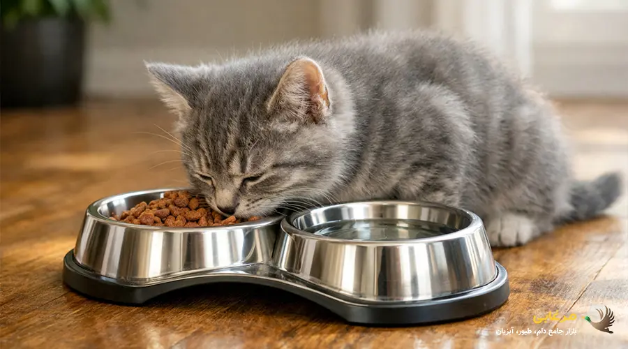 قیمت ظرف غذای گربه