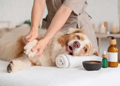 اشتباهات رایج در نظافت سگ ‌ها و راه ‌های جلوگیری از آن ‌ها