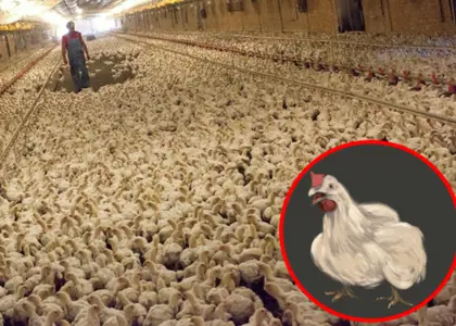 استرس گرمایی در مرغداری چیست؟ + راه های کاهش آن استرس گرمایی در مرغداری چیست؟ + راه های کاهش آن