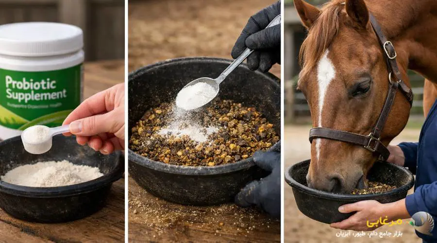 براساس توصیه های fao و who، مصرف مکمل های پروبیوتیک در کنار کنسانتره اسب باید با دقت و مطابق با دوز توصیه شده باشد تا تأثیر مثبت روی فلور روده حفظ شود و از مصرف بیش از حد یا ناکافی جلوگیری شود. نکات کلیدی عبارتند از: