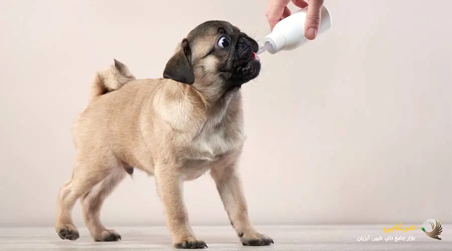 عوامل مهم خرید شیر خشک سگ