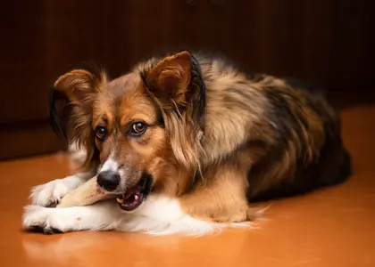 کلسیم برای سگ ها: چرا این ماده معدنی برای سلامت سگ ضروری است؟