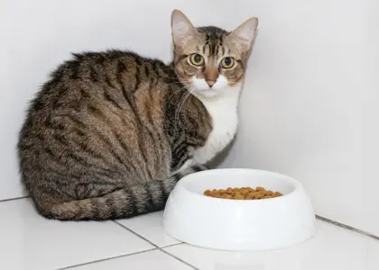 چرا گربه من دچار بی اشتهایی شده است؟ (روش های درمان + پیشگیری)