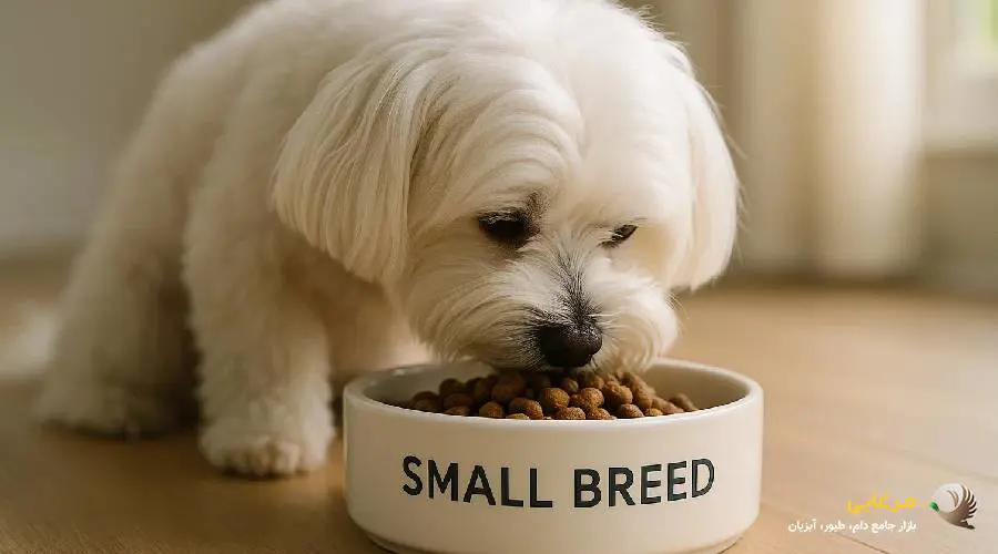 غذای سگ نژاد مالتیز