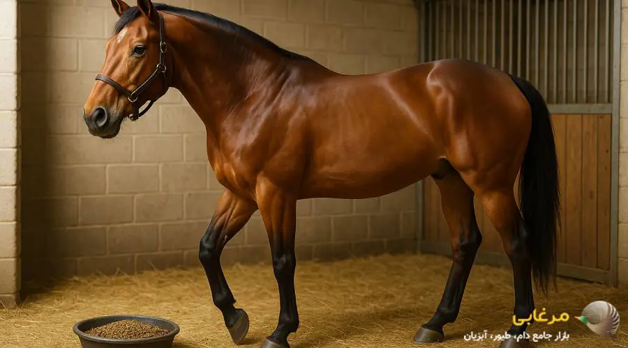فواید مصرف کنسانتره اسب