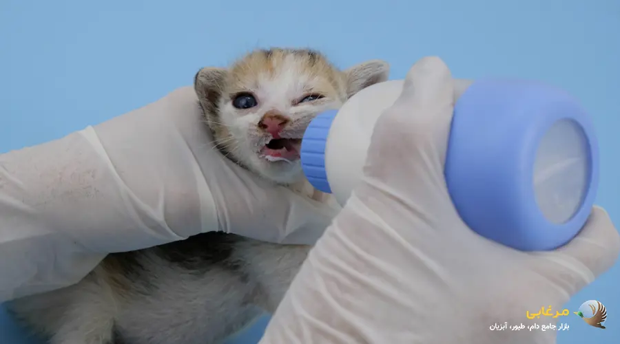 قطع شیر بچه گربه