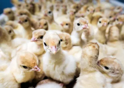 روش های افزایش تخمگذاری بوقلمون {از تغذیه تا محل نگهداری}