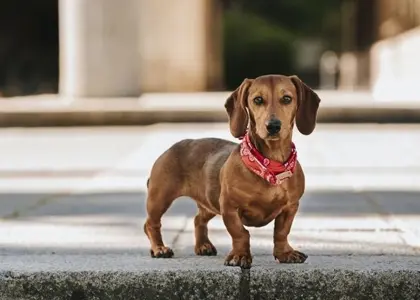 معرفی سگ داشهوند (Dachshund) | بررسی تغذیه و مراقبت داکسهوند