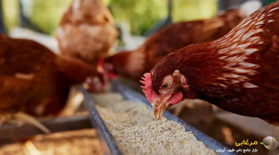 دان میان دان مرغ گوشتی