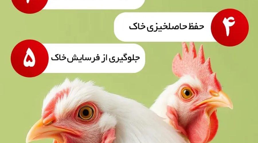 همچنین کود مرغی مایع برای پسته به دلیل ترکیبات کامل و غنی، شامل نیتروژن، فسفر، پتاسیم و ریزمغذی های ضروری است که جذب آن ها از طریق محلول پاشی یا آبیاری سریع تر از کودهای خشک صورت می گیرد. این سرعت جذب باعث می شود گیاه در کوتاه ترین زمان نیازهای خود را تأمین کرده و از کمبود عناصر جلوگیری شود. استفاده از کود مایع، امکان کنترل دقیق دوز مصرف و جلوگیری از هدررفت کود را نیز فراهم می کند و کیفیت محصول و مقاومت درختان را افزایش می دهد. در جدول زیر به مقایسه کود مایع مرغی و کود خشک مرغ برای پسته پرداخته ایم: