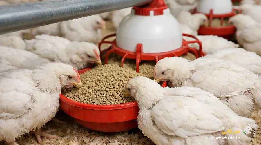 پرورش مرغ گوشتی
