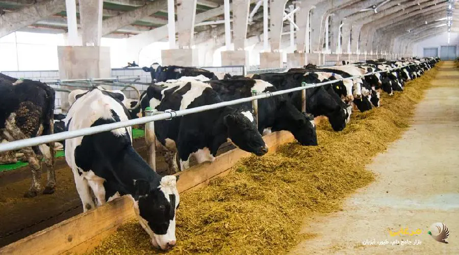 نحوه مصرف توکسین بایندر دام