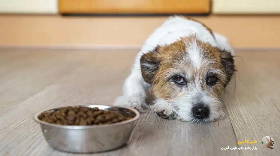 انواع ظرف غذای سگ