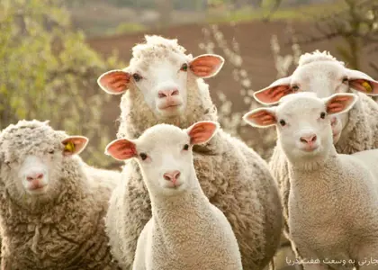 نکات مهم در خریدوفروش دام که باید مدنظر قرار گیرند نکات مهم در خریدوفروش دام که باید مدنظر قرار گیرند
