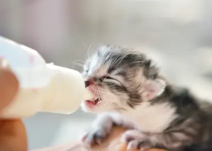 همه چیز درباره شیر دادن به بچه گربه + نکات حیاتی برای مراقبت