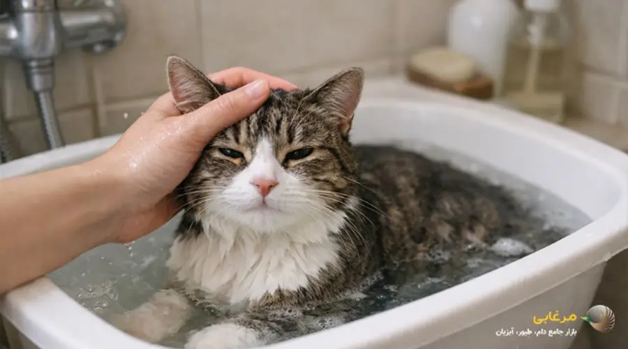 شامپوی گربه بدون سولفات