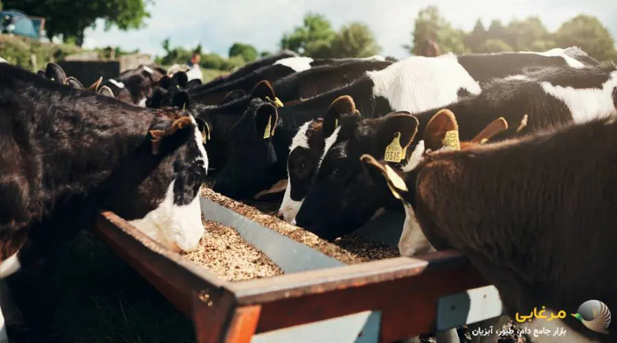 کنسانتره دام پرواری و ترکیبات آن