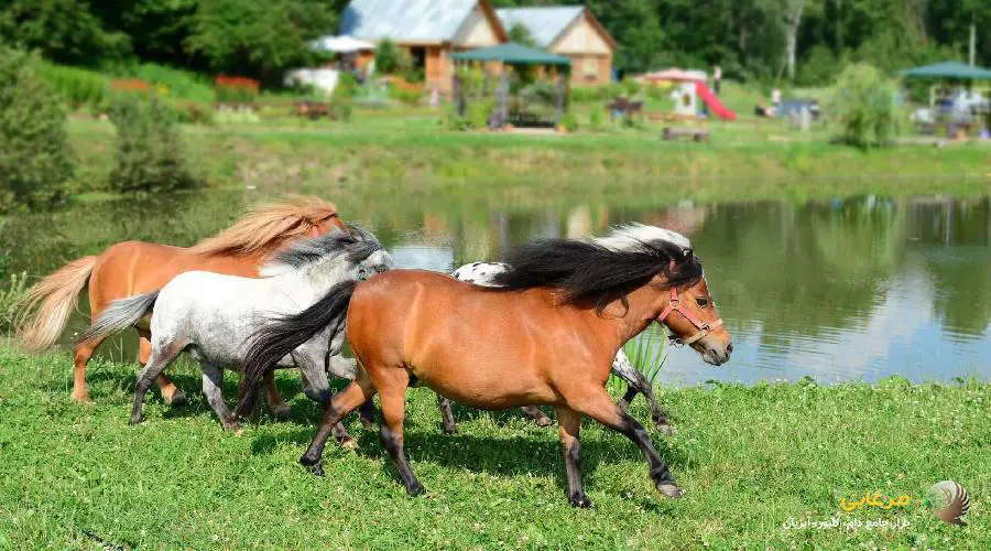 اسب نژاد فالابلا