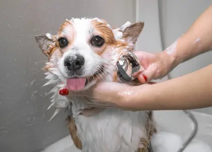 چگونه سگ خود را به حمام ببریم؟ (آموزش + نکات کلیدی)