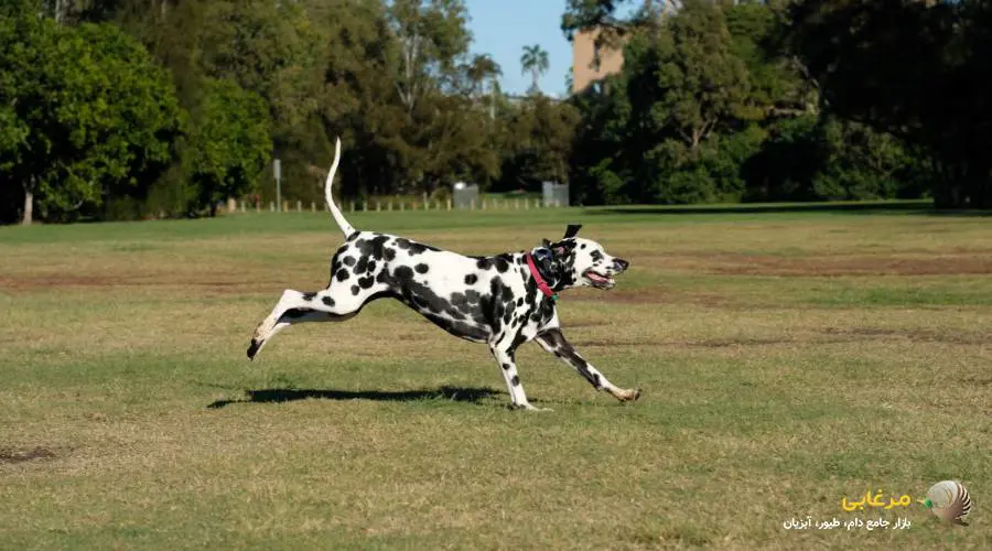 شخصیت سگ دالماسی