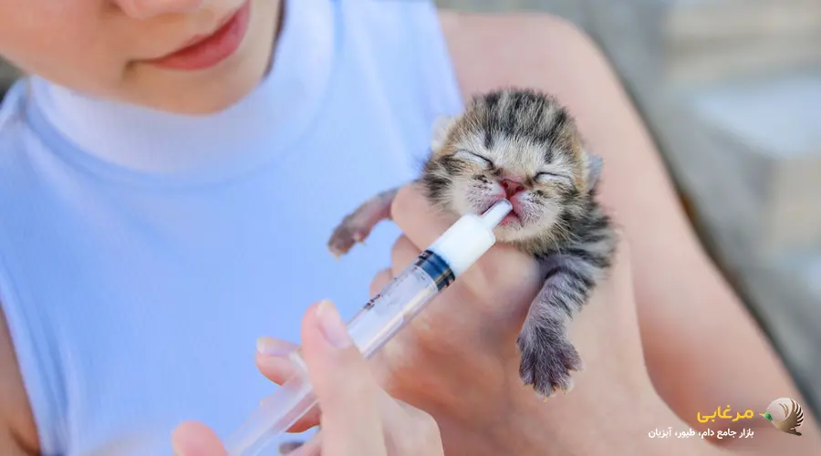 شیر دادن بچه گربه