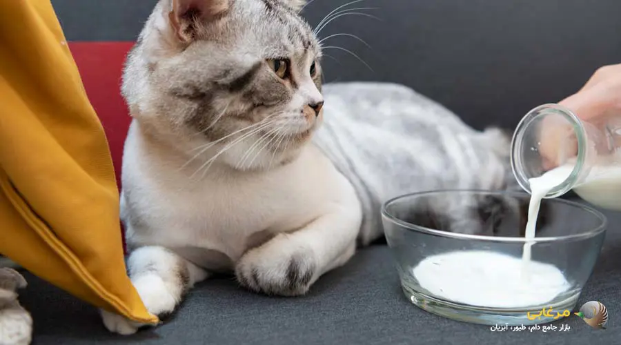 خرید شیر خشک گربه