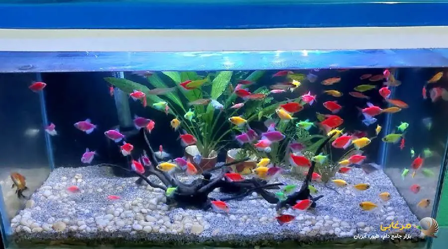 بیماری های کالر ویدوها