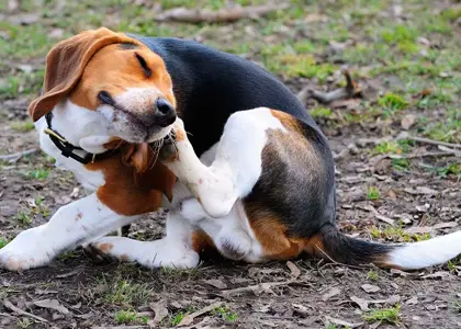 خارش گوش سگ: علت، درمان و راهکارهای پیشگیری