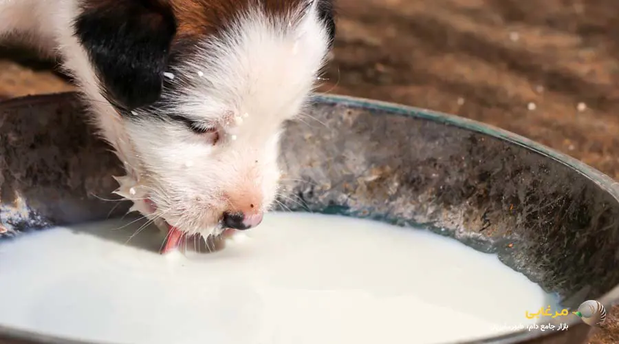 خرید شیر خشک سگ