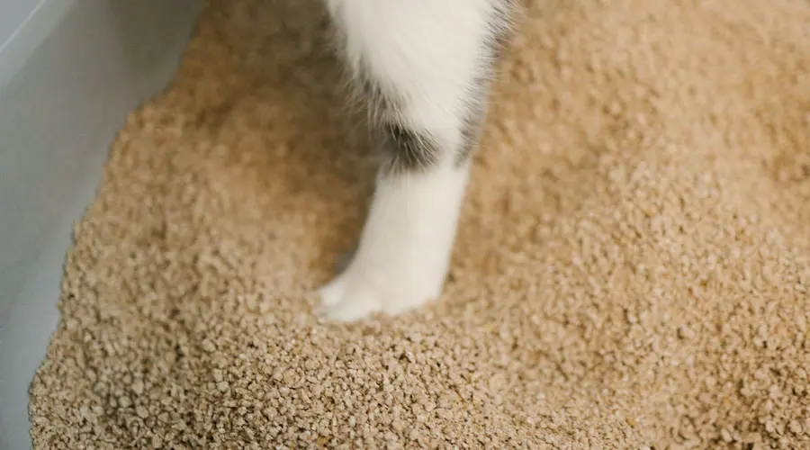 بهترین خاک بستر گربه