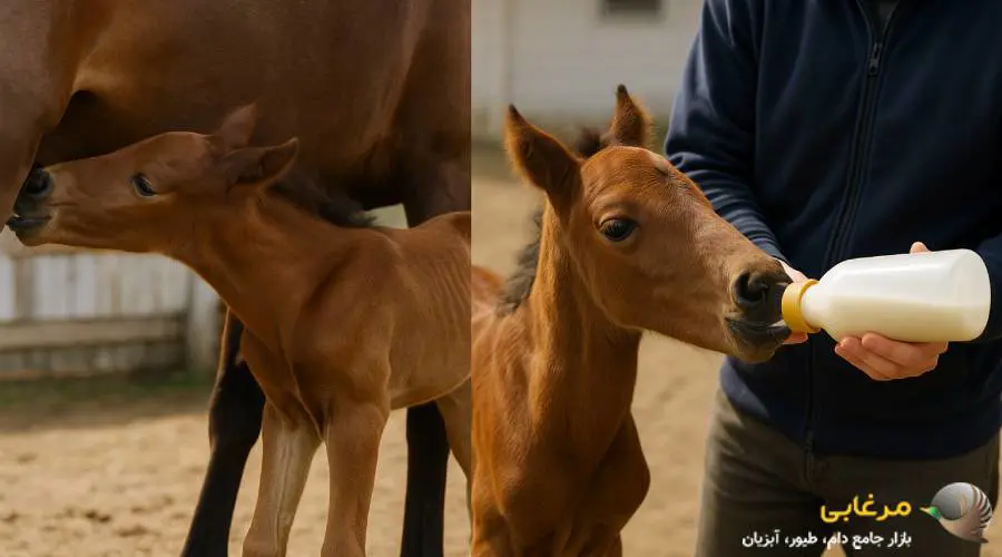 مقایسه شیر مادر و شیر خشک اسب