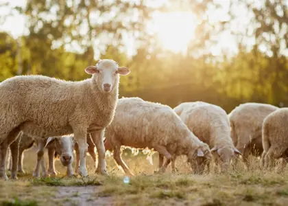 بهترین نژاد گوسفند ایرانی: راهنمای کامل انتخاب نژاد برتر